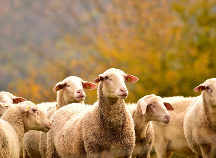 Image of sheep staring in the same direction