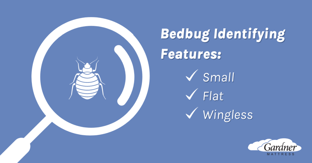 Bed Bug Identifying Features 